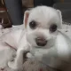 앵두맘