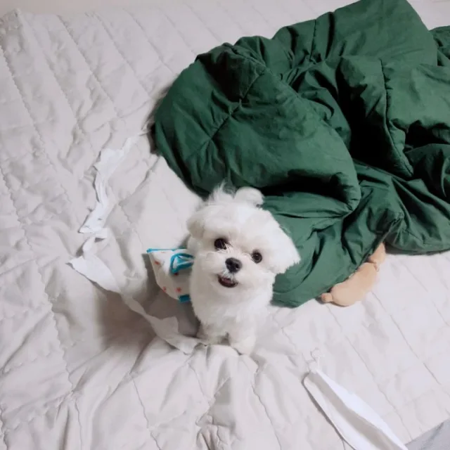당나귀