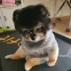 갓초이