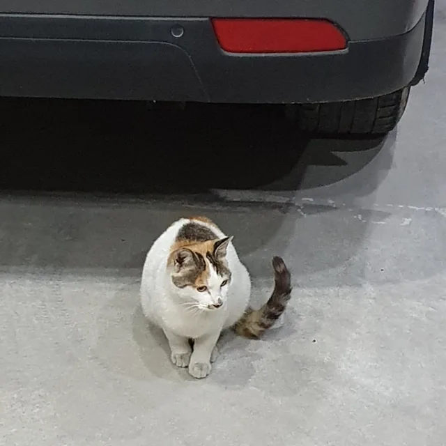 고양이