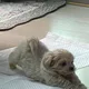 하늘나는다람지