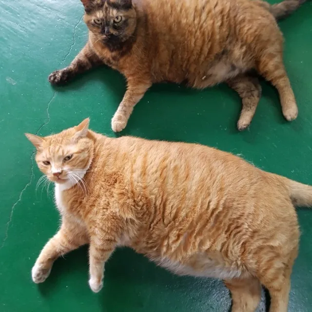 야옹야옹