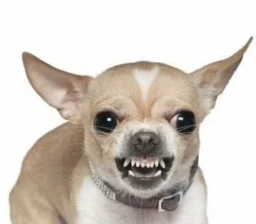 몽자