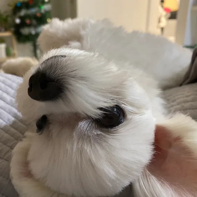 김피이피이