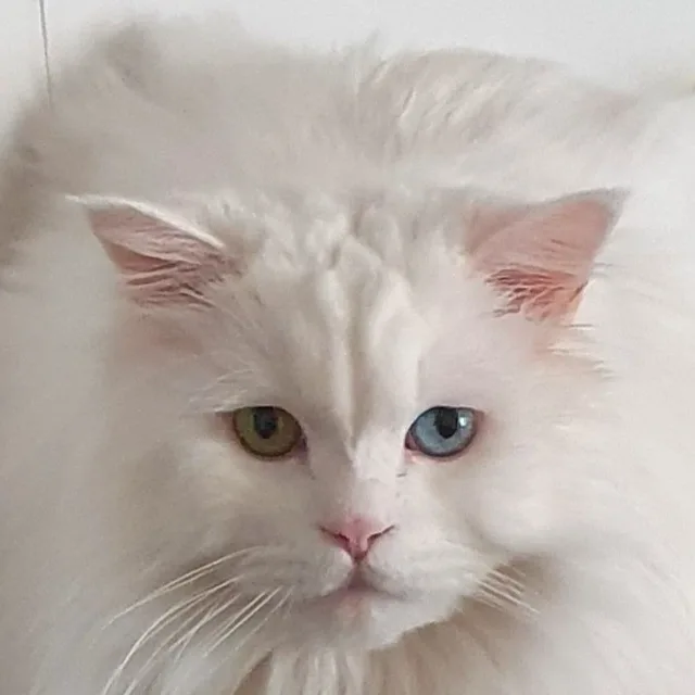 도은
