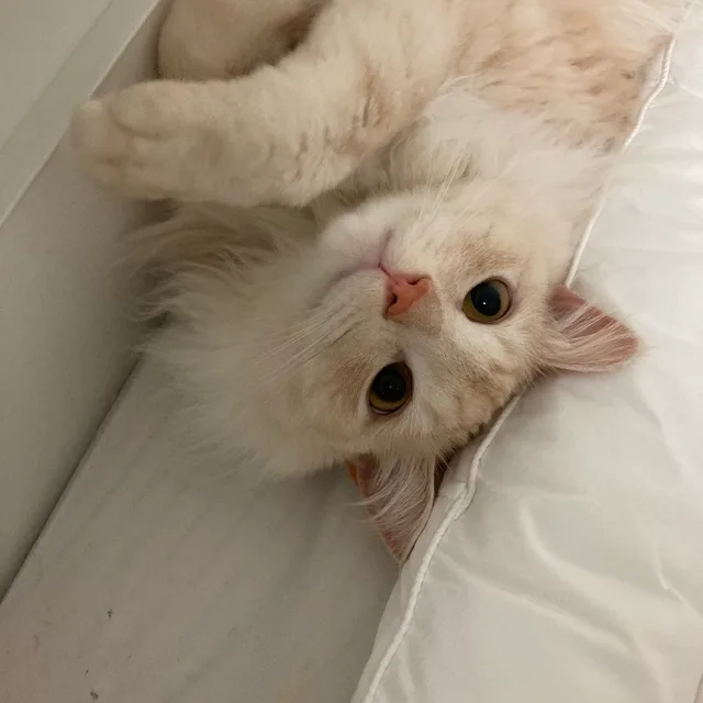 악어