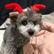 모모나나베리