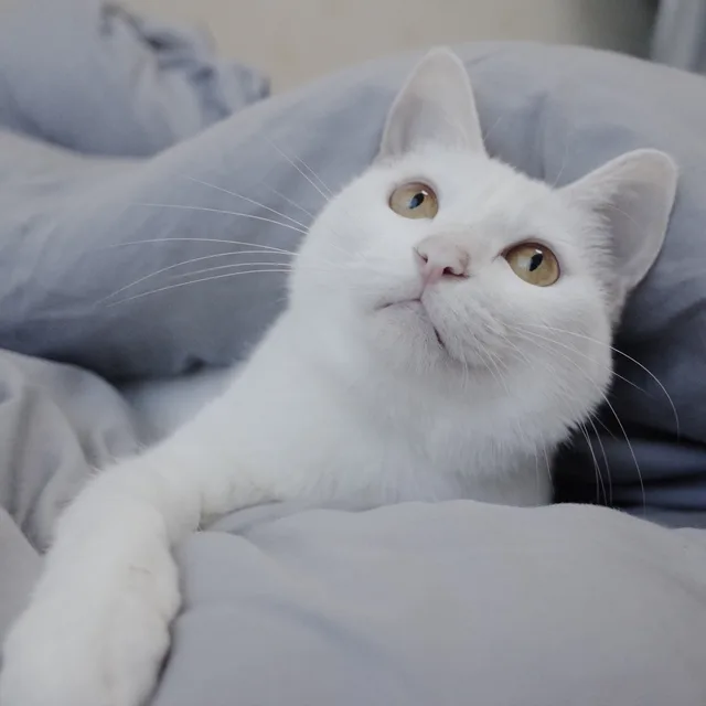 호잇