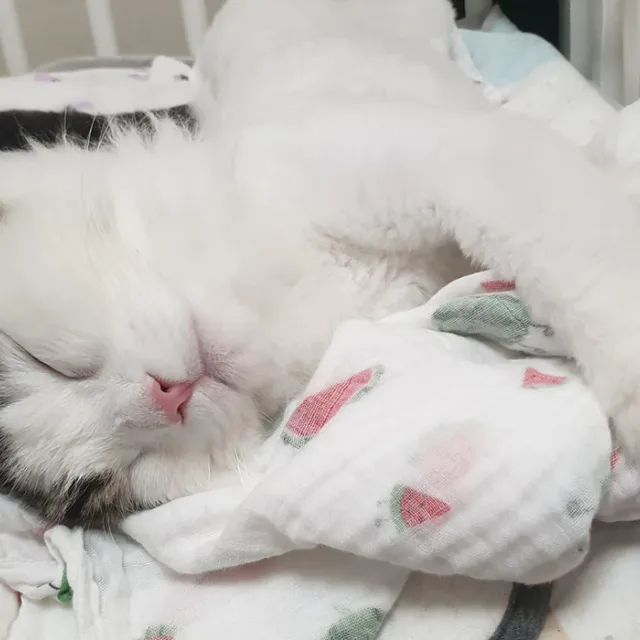 강냉이집사