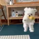 단희