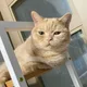 모란모란