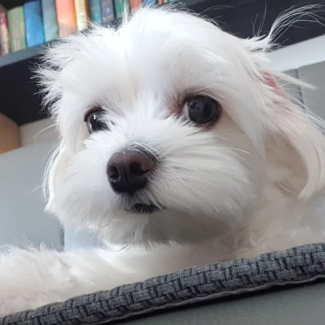 밀콩