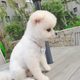 노으리이