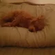 토순이
