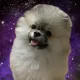 호이짜