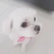 르네브