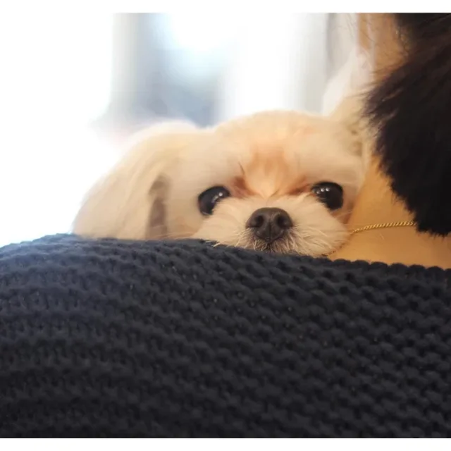 지토