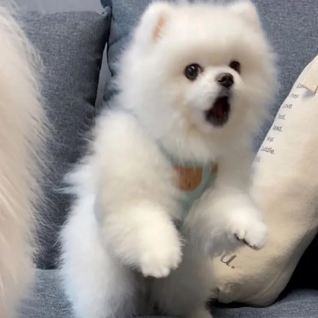 뿌숑