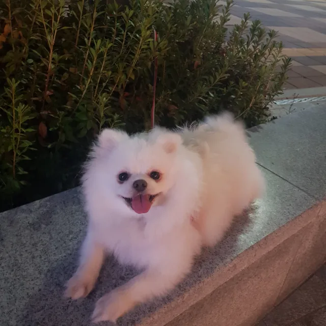 아톰88