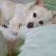 호돌