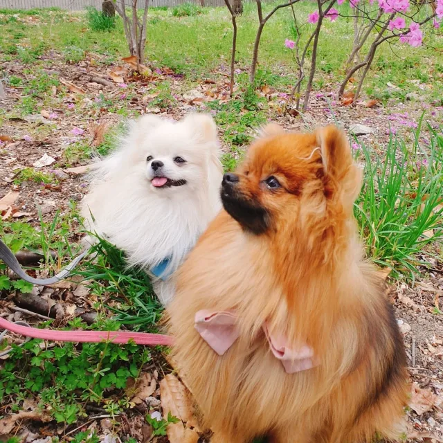 맘마