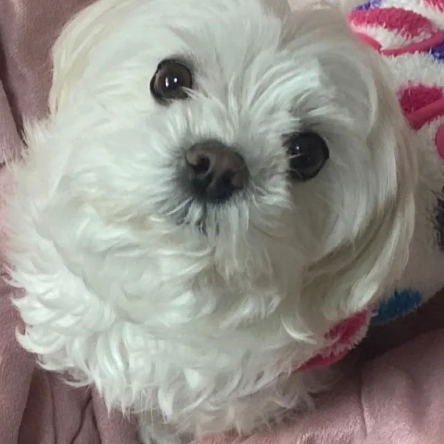 메리맘