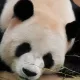 팡팡팡