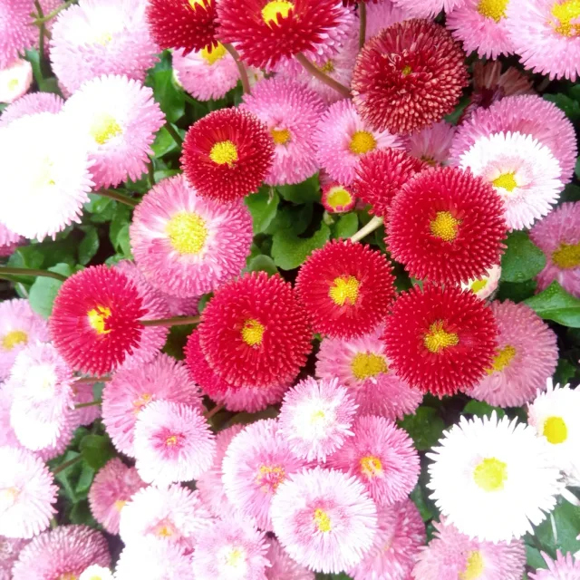 초보농군