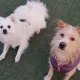 모모카
