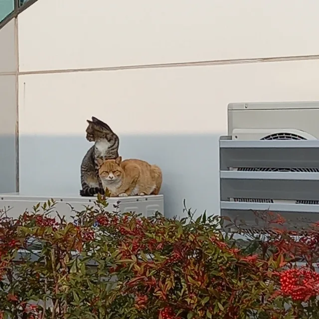 호랑