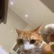 구뚱