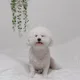 먼디기