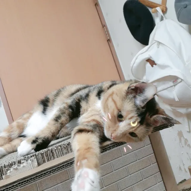 초월