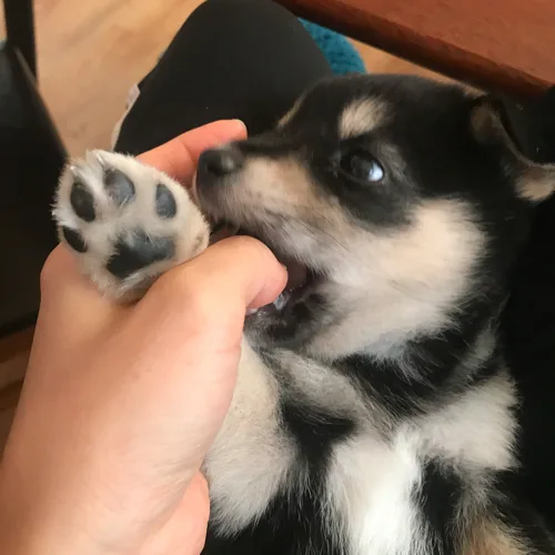 푸른곰