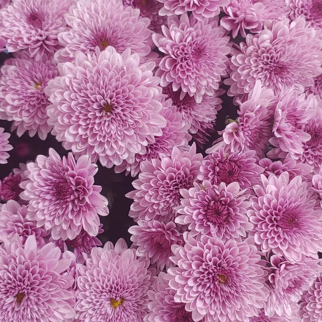 레지나