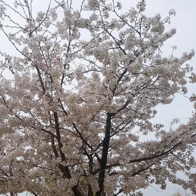 댱근