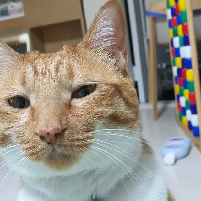 멍멍이좋아