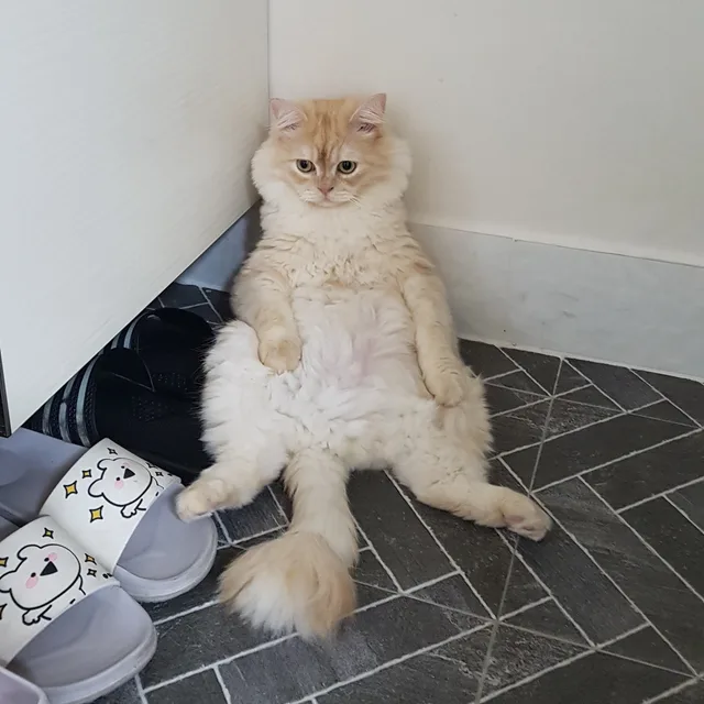 페페