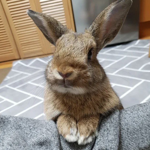 달래봉봉
