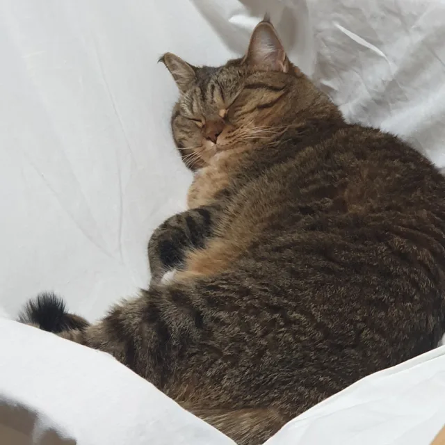 미어구리