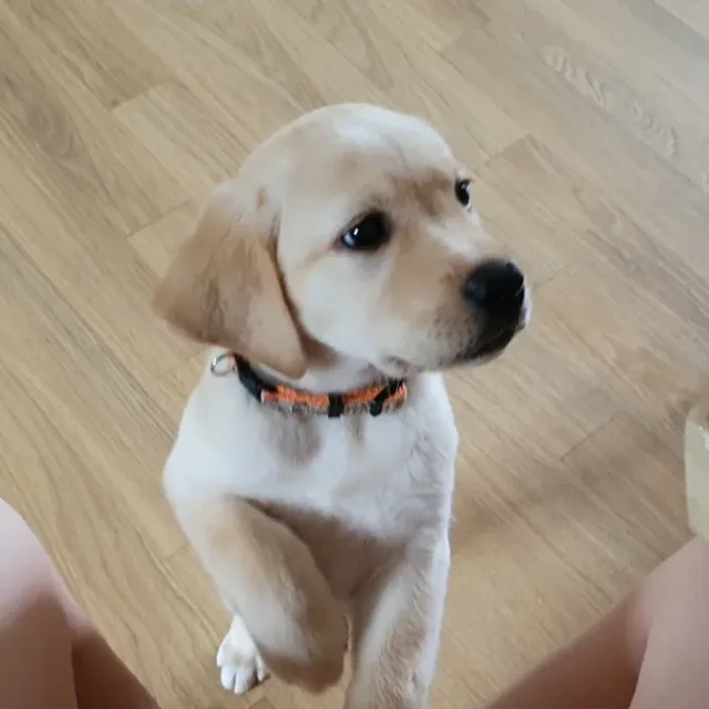 물개