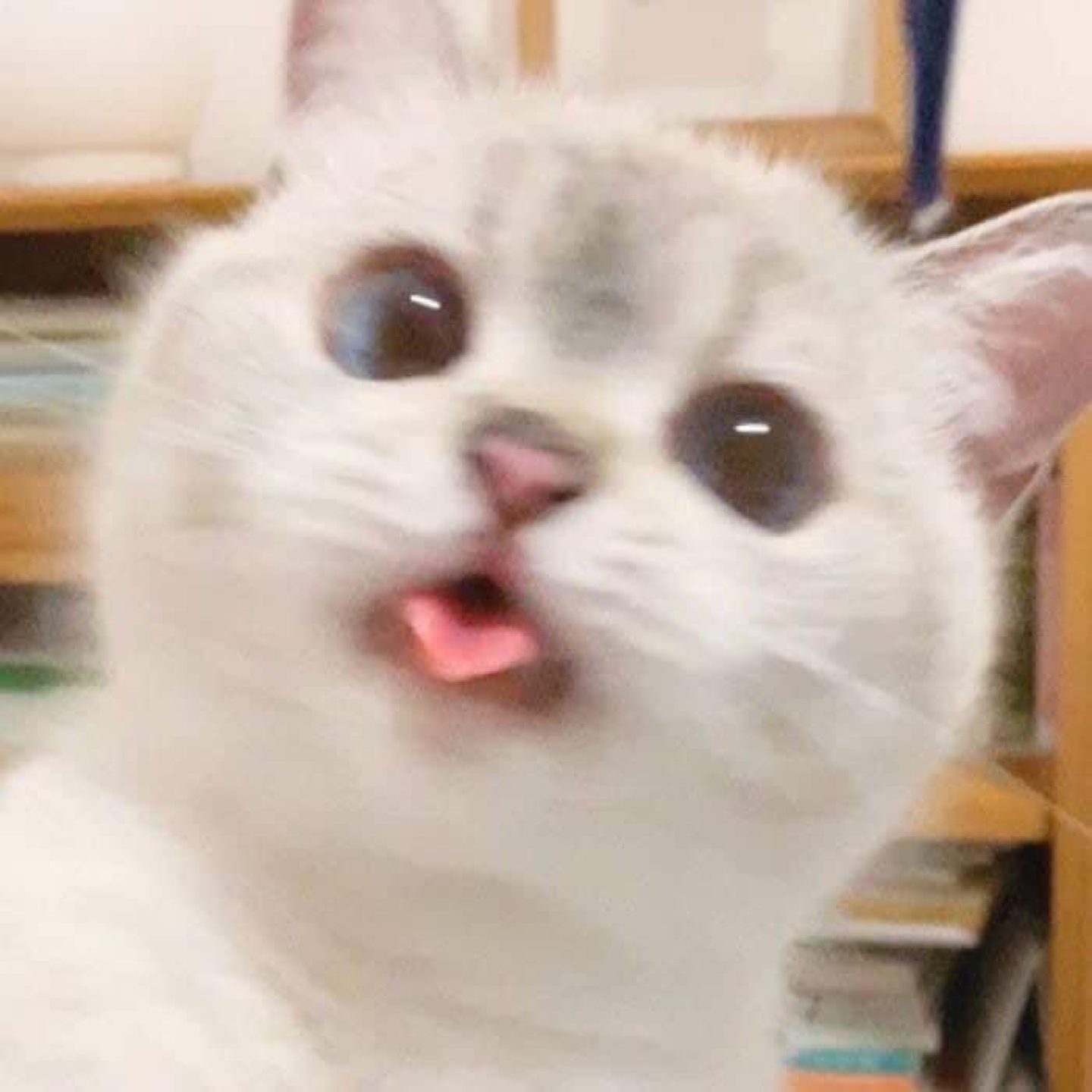 에이미