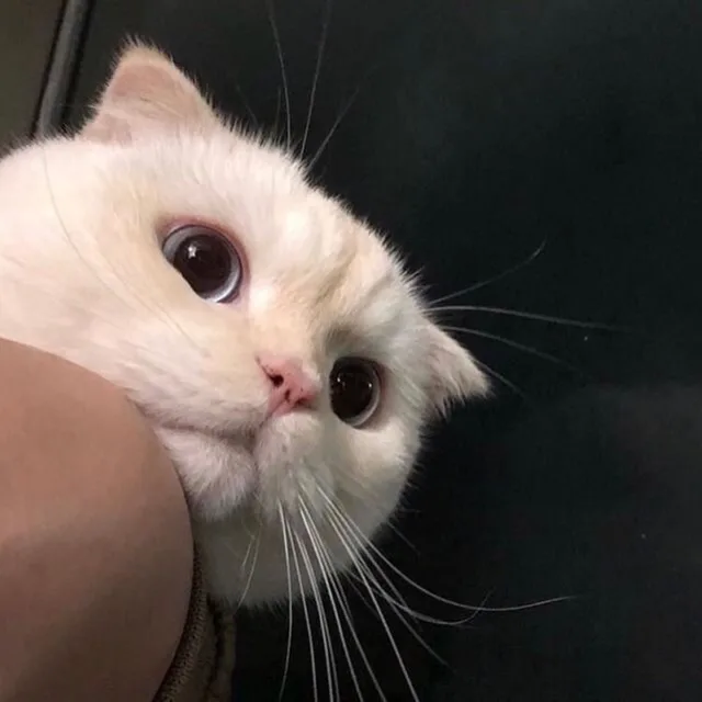 호박고구마