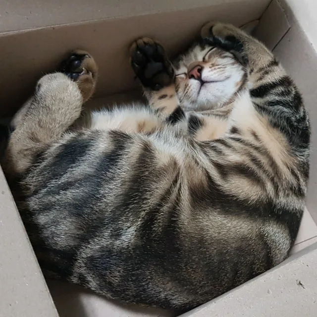 양이