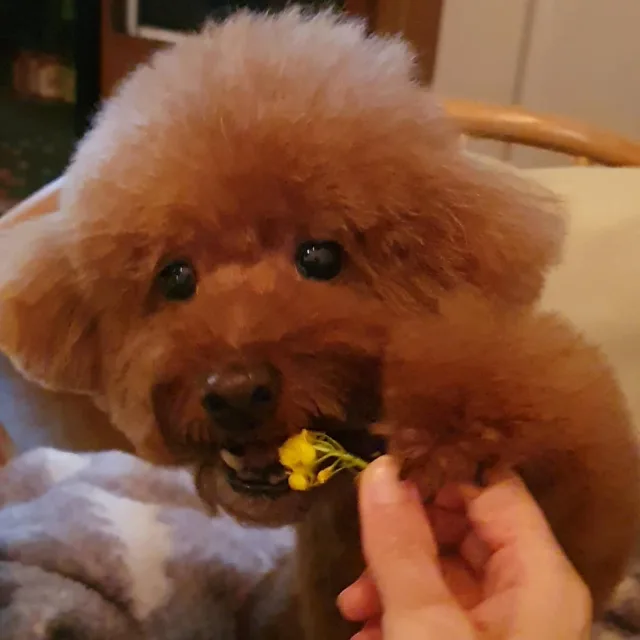 안녕가영아