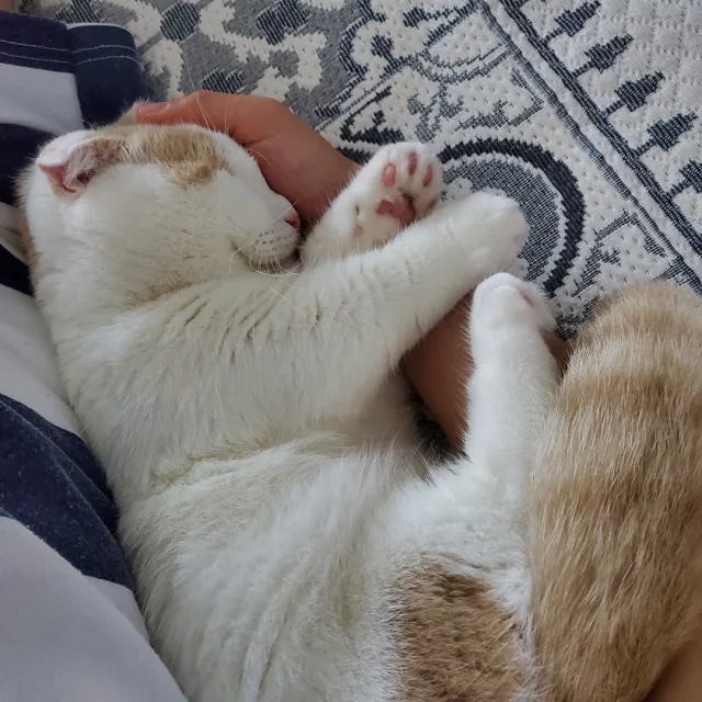 까루