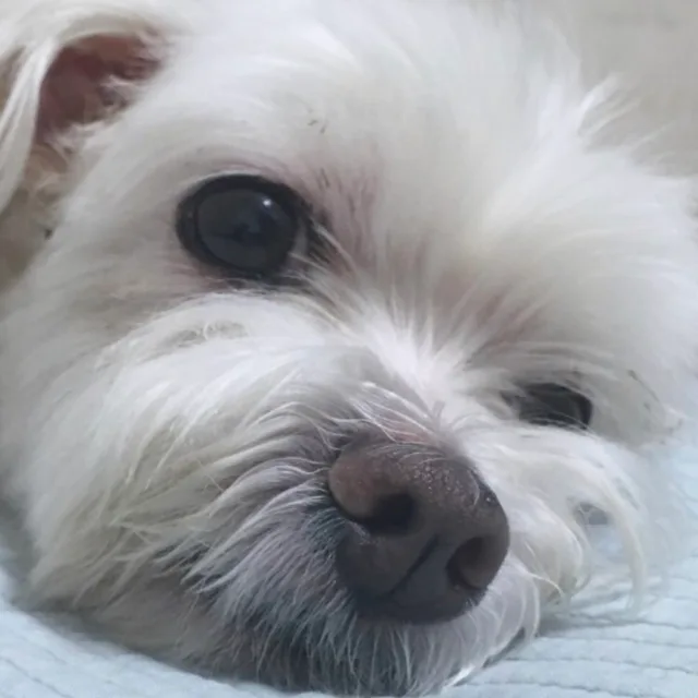 꼬미맘