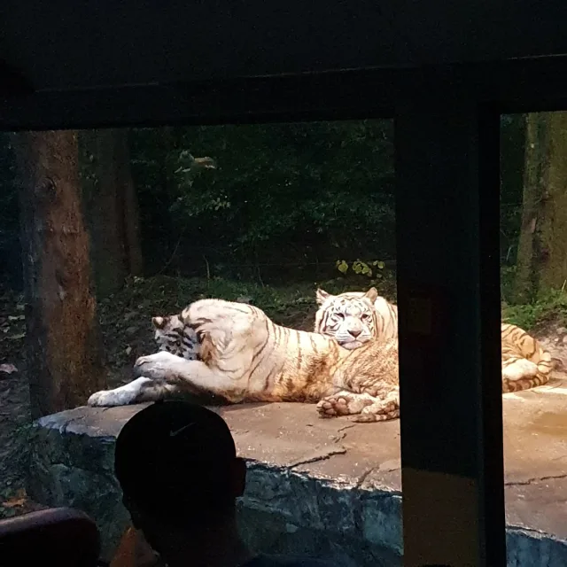 본투비