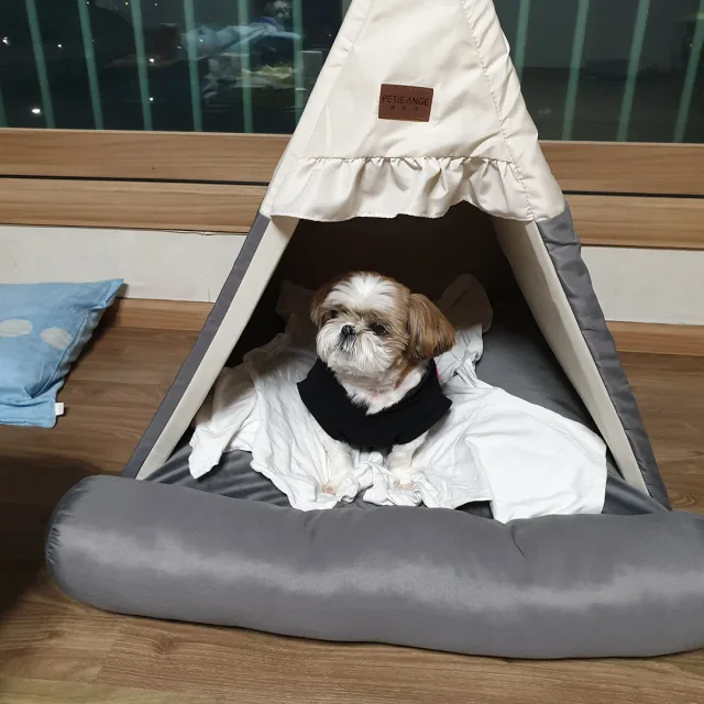 알파카