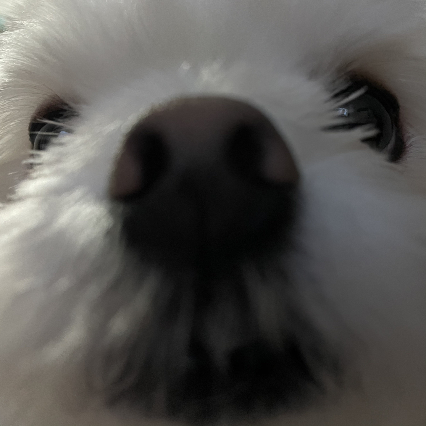 솜망치